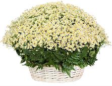 Цветочная композиция из Ромашки в корзине #REPLACE_PRED# Карачеве
